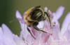 Osmia leaiana